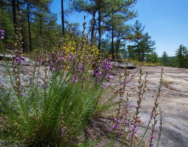  Caminhada de primavera para descobrir plantas selvagens 